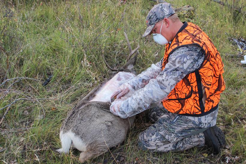 Brad tribby taking allergy precations while cutting up a deer