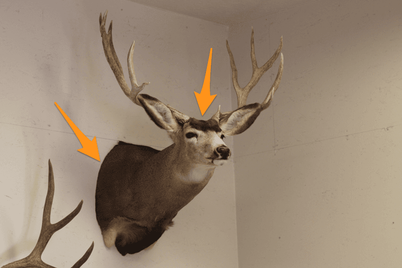 Old mule deer mount restored