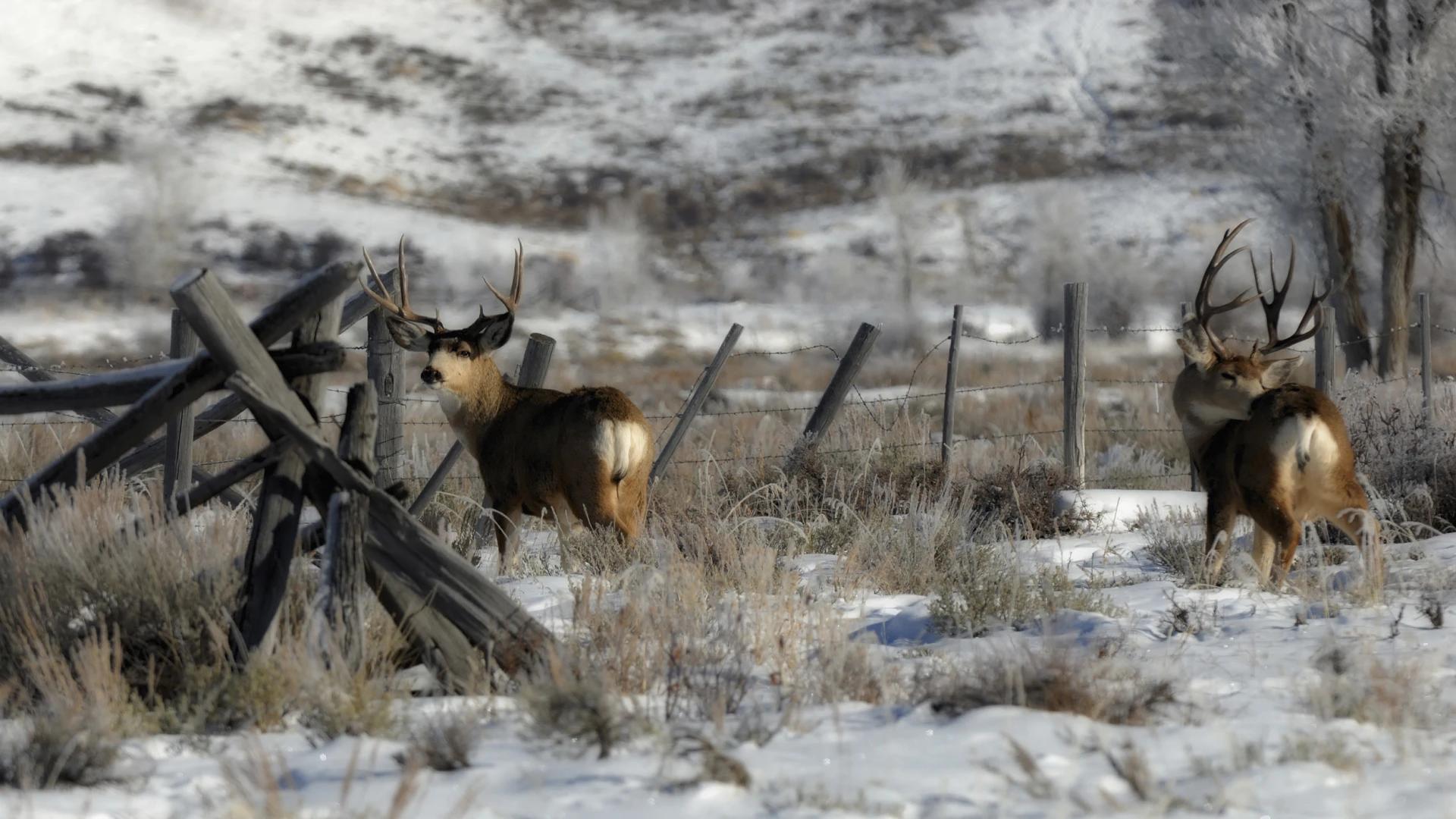 Idaho bill 587 would make nonresident general season OTC deer, elk and antelope tags change to a draw