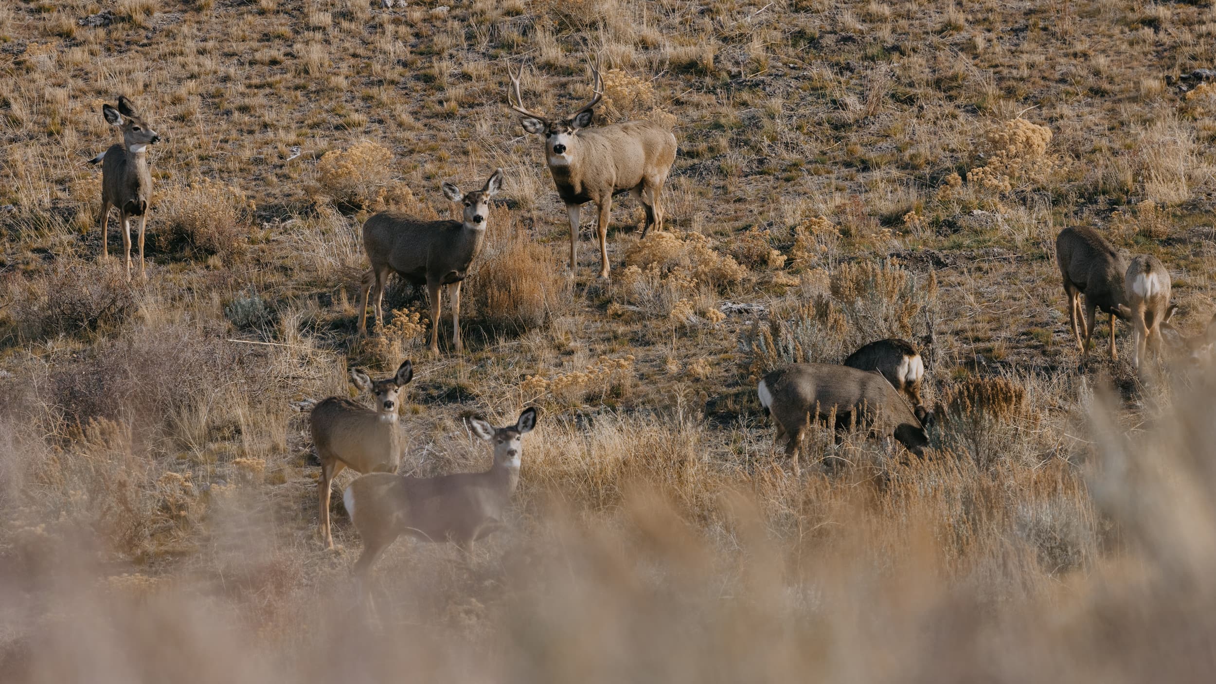 Mule deer on a late season hunt