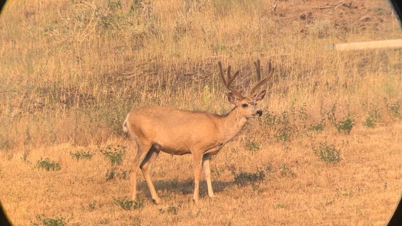Digiscope of buck in velvet