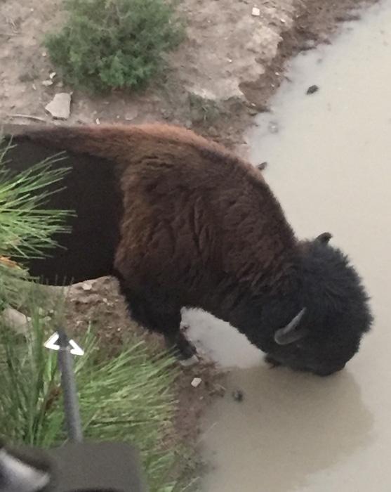 Bison drinking at a waterhole