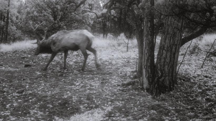Are trail cameras the death of hunting? - 0