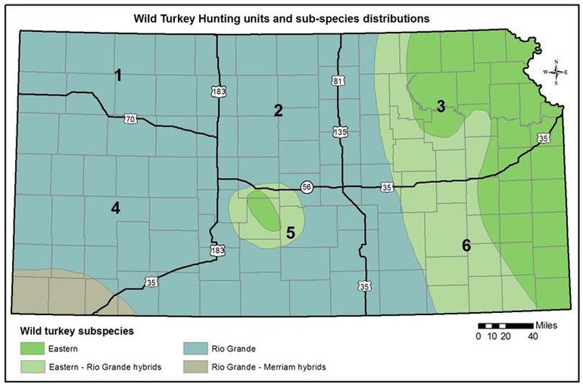 Kansas turkey subspecies distribution map