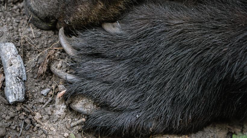 Pic 4 - Bear down bear claw