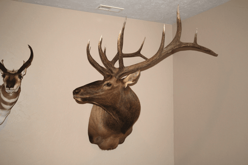 Mounted bull elk