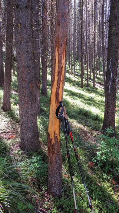 Scouting for elk by locating rutting areas