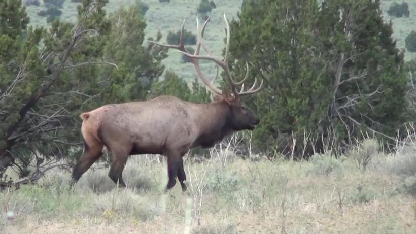 Bull elk with large g2