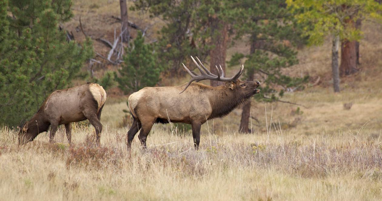 RMEF allocates over $10 million for Wyoming wildlife