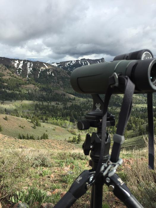 Glassing with vortex binoculars on tripod