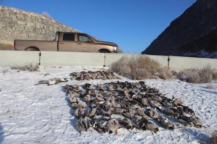 Idaho waterfowl poaching