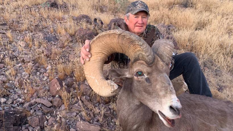 Dick tone bighorn sheep