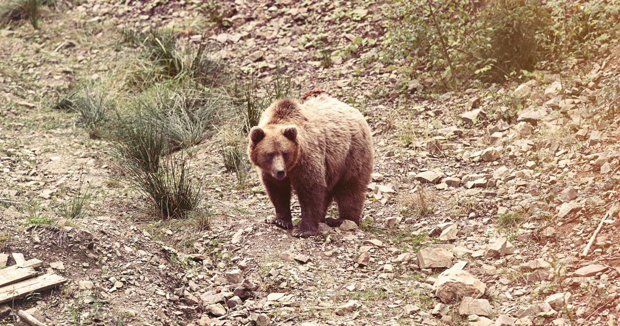 BC Wildlife Federation calls for changes to grizzly bear management plan