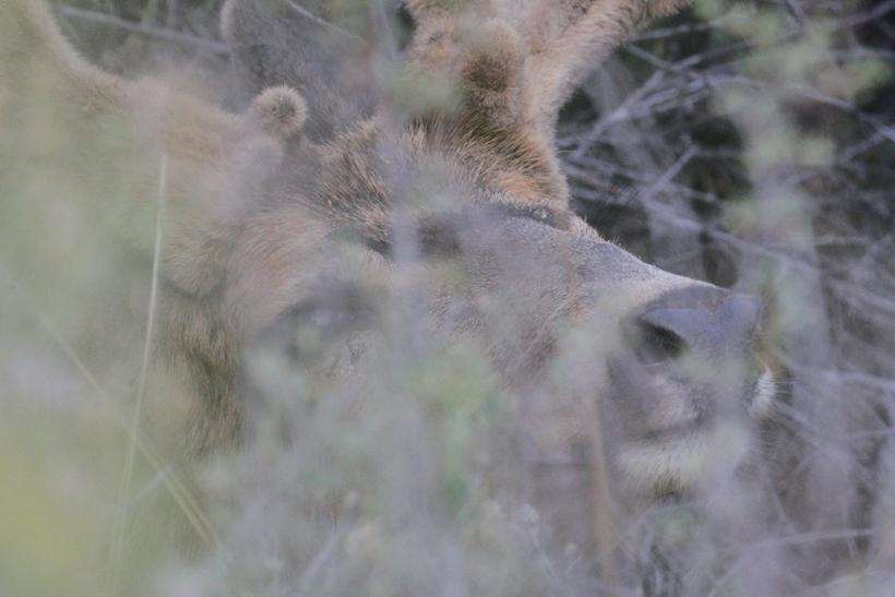 Steve alderman mule deer nose