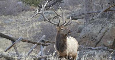 Arizona woman fatally attacked by elk