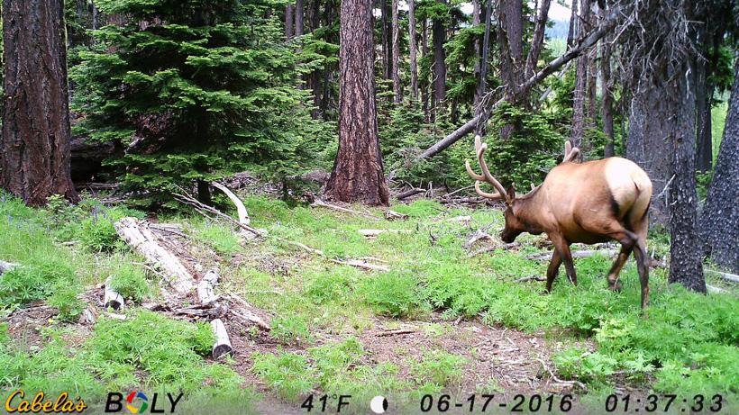 Washington velvet bull elk trail camera photo
