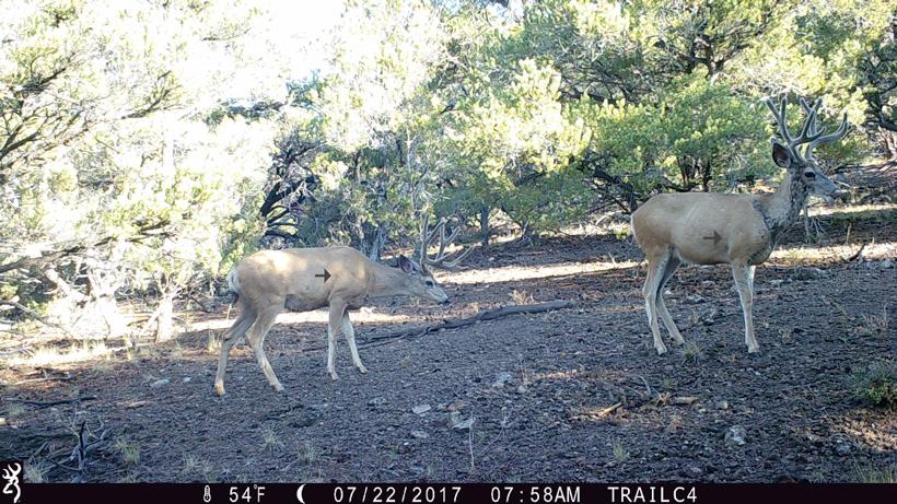 Visualizing archery shot placement on deer