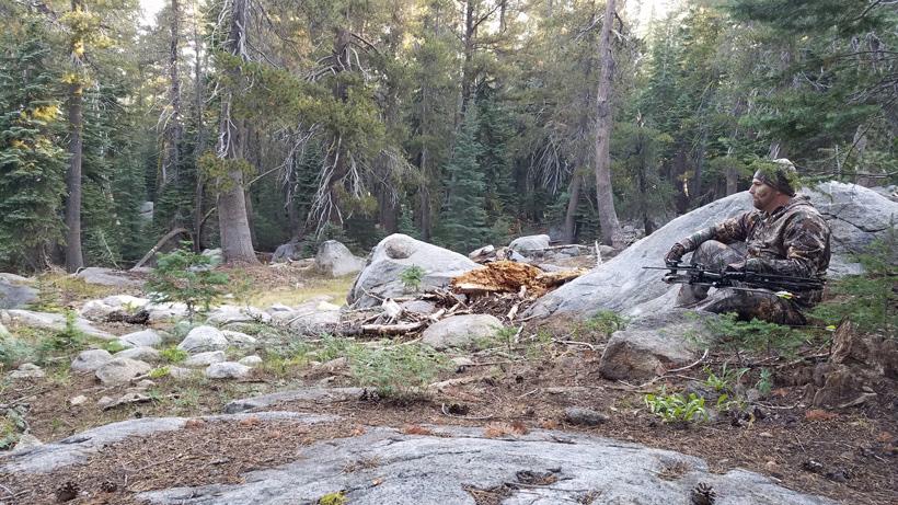 California black bear 2_0