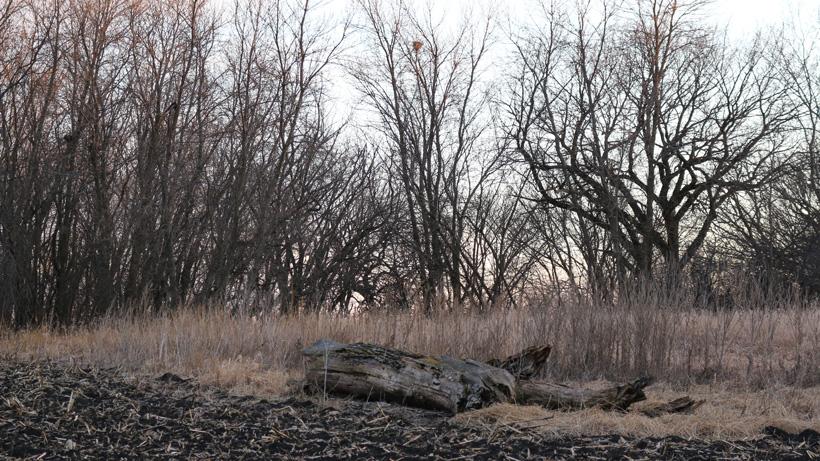 Setting up for turkeys on timber fringe