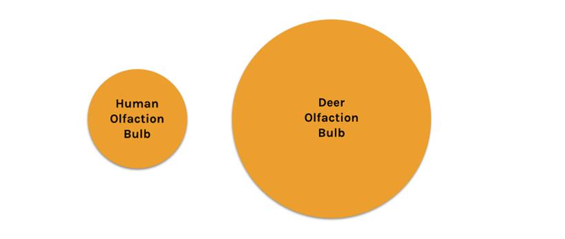 Olfaction bulbs deer vs human%20copy