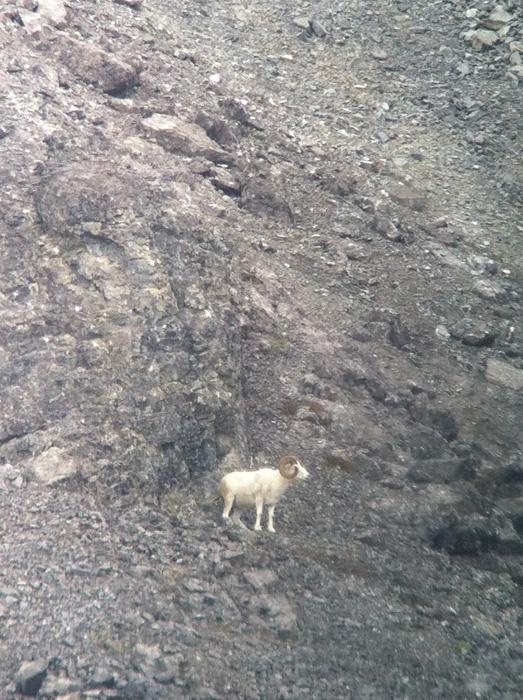 Dall sheep standing near rocky cliffs