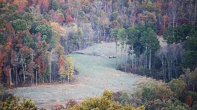 Herd of elk in arkansas