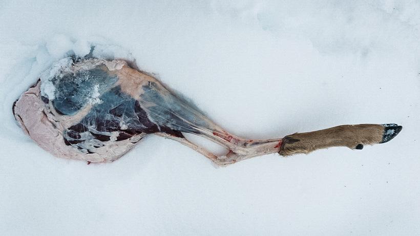 A beginner’s guide to processing your own wild game meat - 5