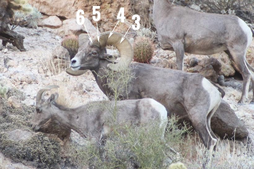 How to accurately age bighorn sheep - 7