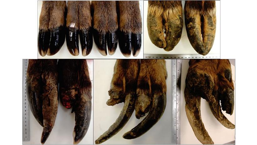 Hoof rot and the grim reality of elk in Washington - 1