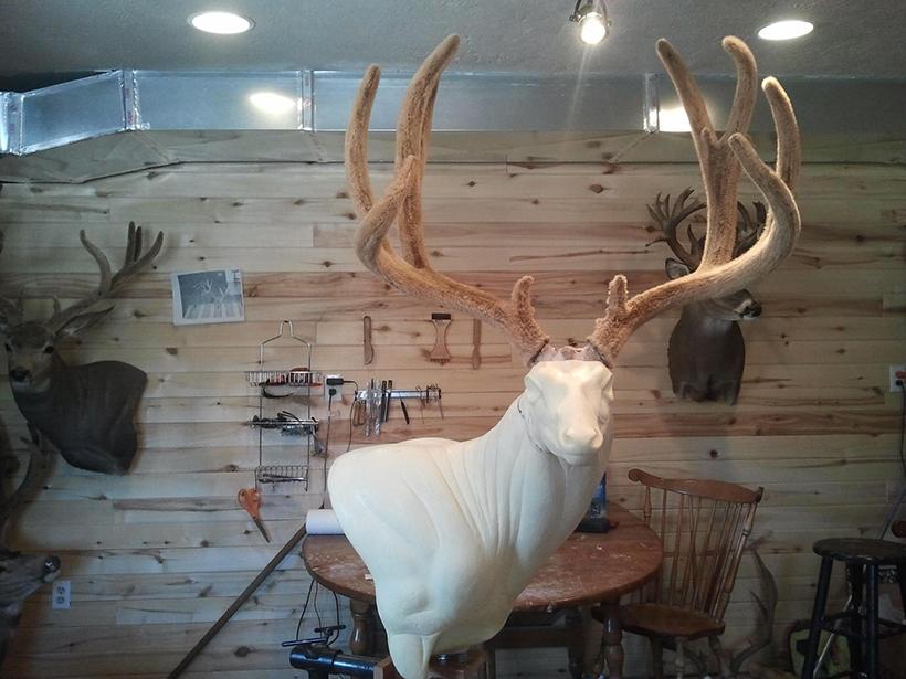 Velvet antlers on mount