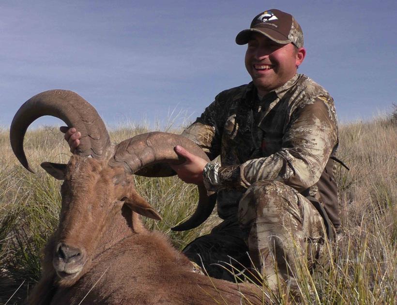 New mexico barbary sheep taken with jfw ranch consulting