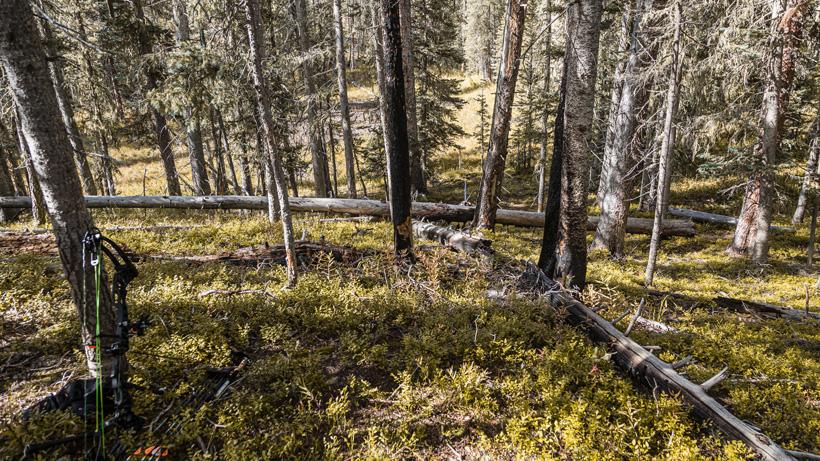 A wallow setup for early-season elk