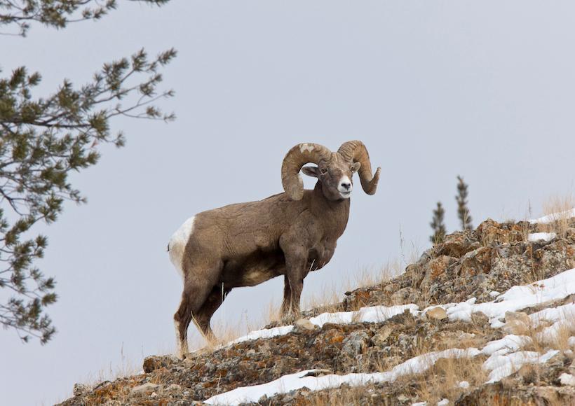 Bighorn ram