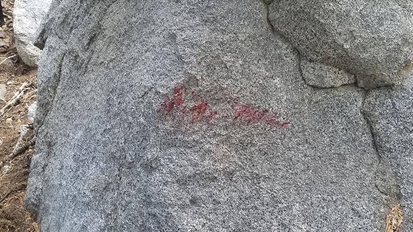 California black bear 5_0