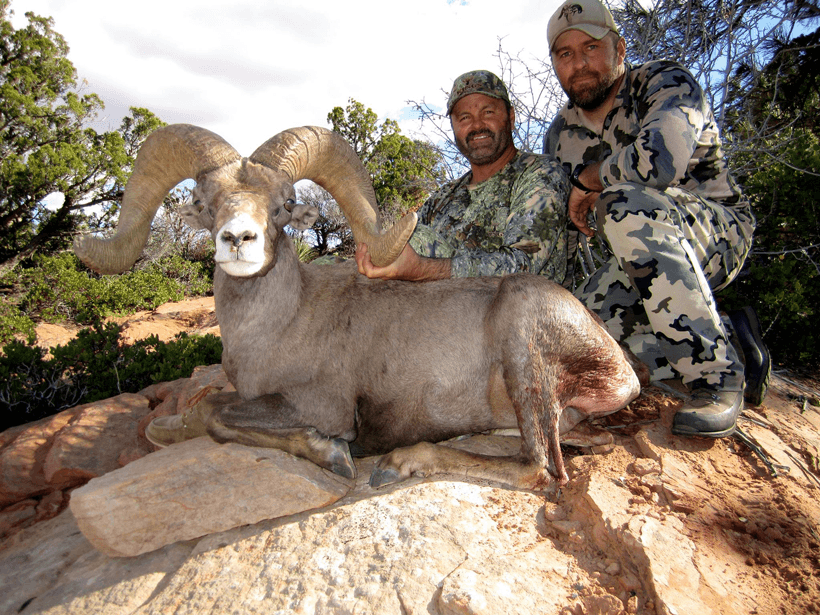 Utah desert sheep x treme outfitting