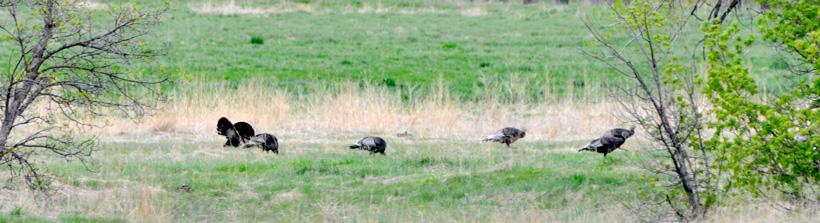 Nebraska turkeys