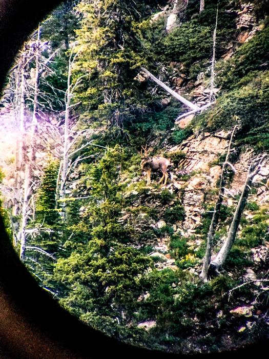 Montana high country velvet mule deer