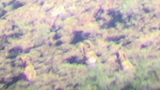 Glassing up montana bighorn sheep