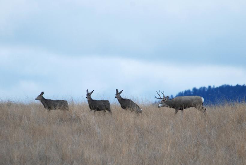 Jballard_mule deer
