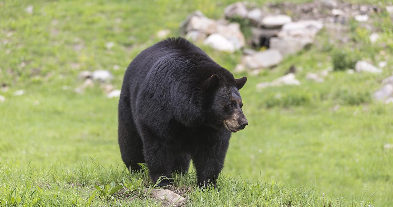 Canadian man claims to shoot black bear out of "fear"