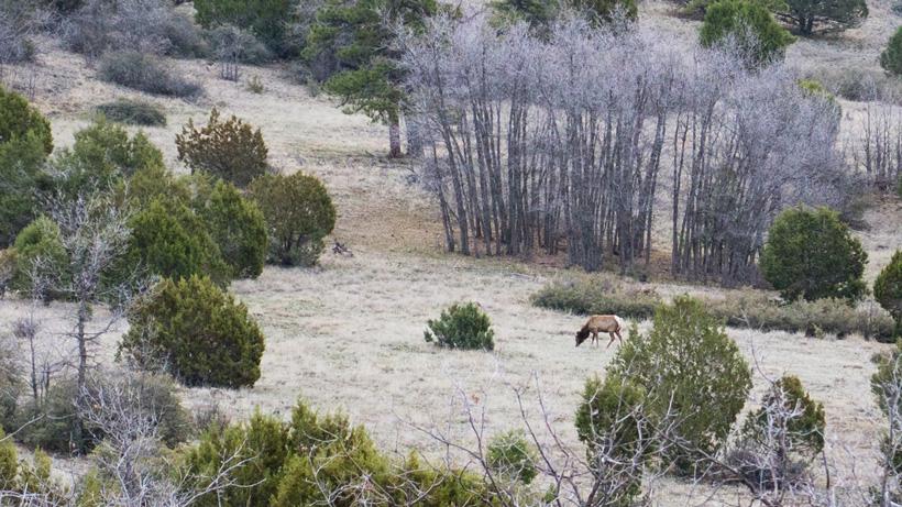 Overview of Arizona's elk hunting "opportunities" - 4