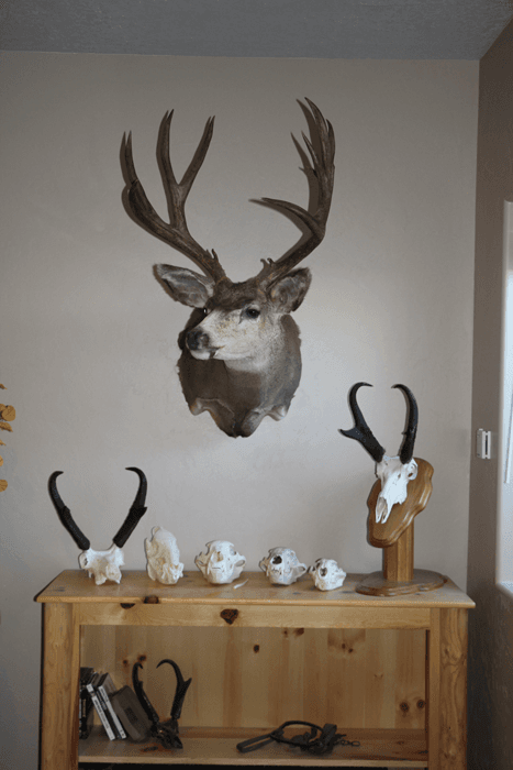 Mule deer mount