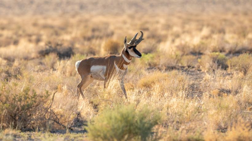 Four tips to consider when hunting antelope this year - 0
