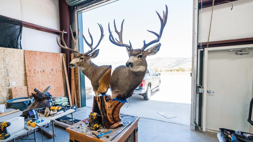 First look at double deer pedestal mount