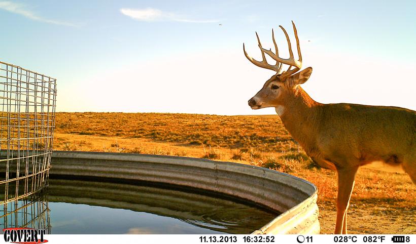Whitetail trail camera photo
