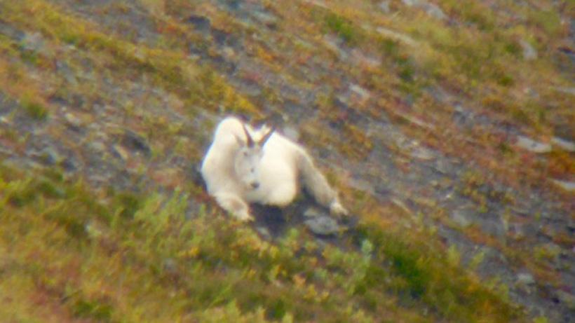 Big mountain goat bedded