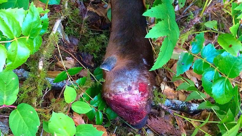 Hoof rot and the grim reality of elk in Washington - 3