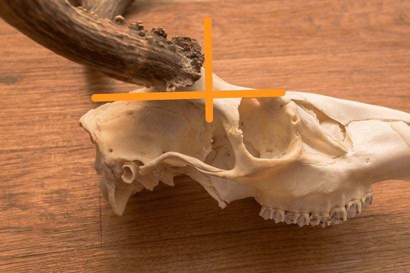 Cutting the skull plate 2_0