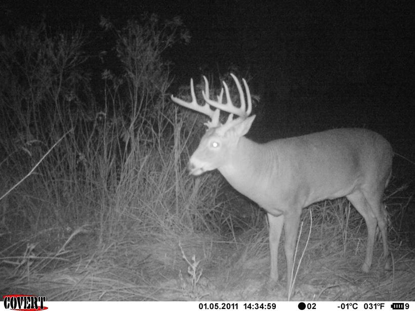 The Old 10 whitetail buck trail camera photo from 2015