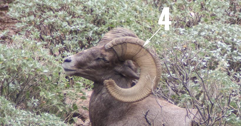 How to accurately age bighorn sheep - 2